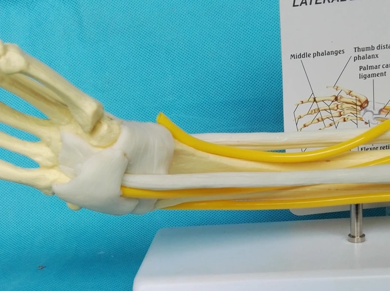 1:1 ЖИЗНЬ Размеры анатомии конечностей мышцы рук совместных связка Функция модель кольцо в форме скелета для медицинской учебной человека игрушка-скелет