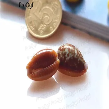 

Prodgf 1Pcs A Set real sea spiral shell Decoration
