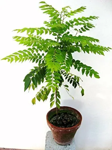 

50 Pcs Curry Leaves Tree Bonsai Herb Plant For Home Garden Indoor Plants