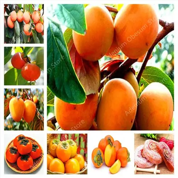 

200 Pcs Persimmon Bonsai Exotic Bonsai Beautiful Delicious Diospyros Kaki Fruit Tree Home Garden Plant Fruit Bonsai Potted plant