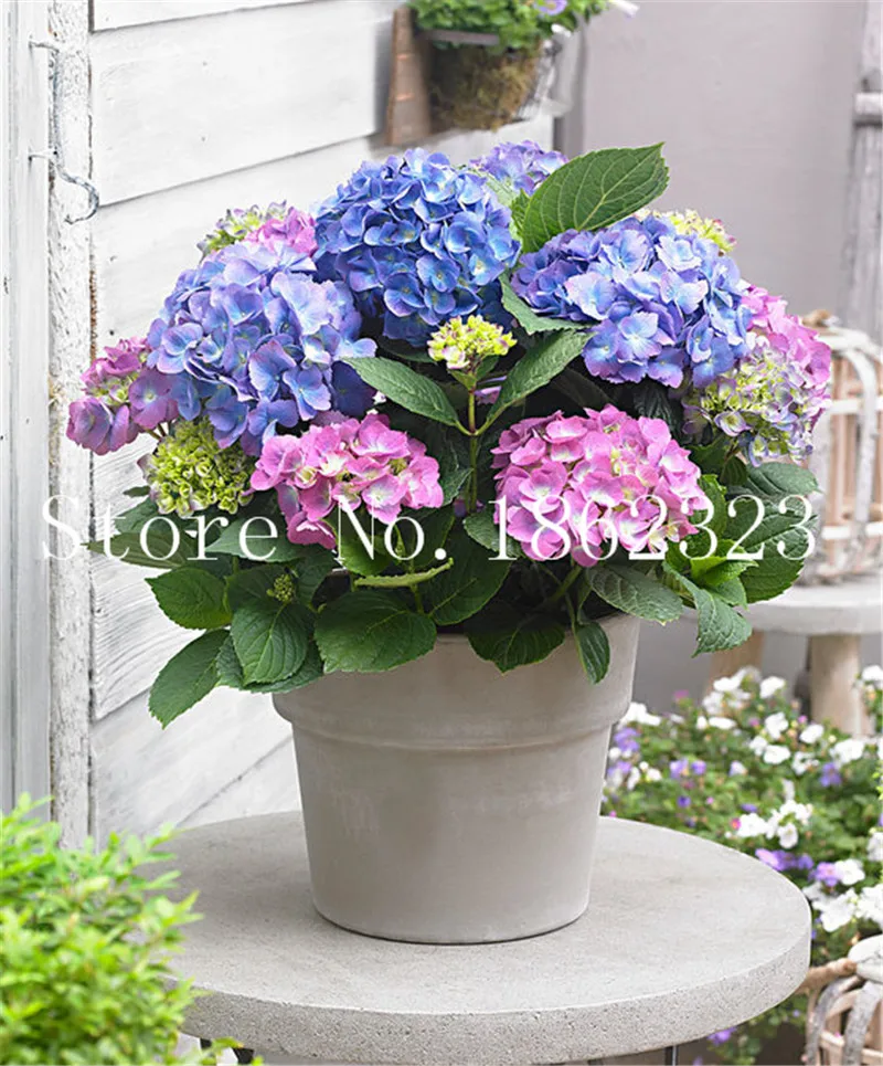 100 Pcsbag Bonsai Hydrangea Flower Mixed Indoor Plant Flowers Home