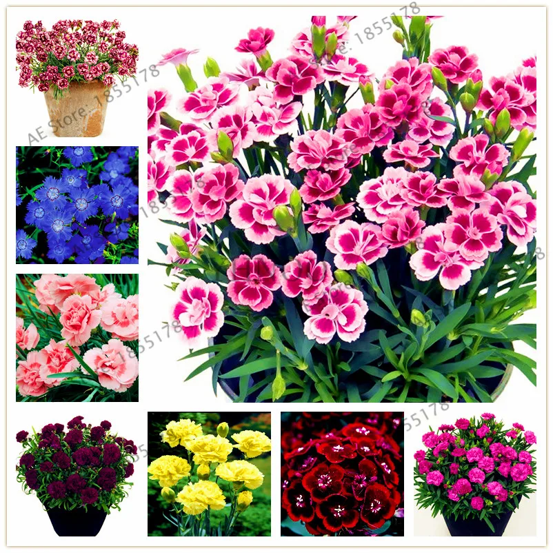 

105 Dianthus Bonsai , rare mixed flowers Plant for home garden Sweet William flower, easy to grow ,high germination DIY