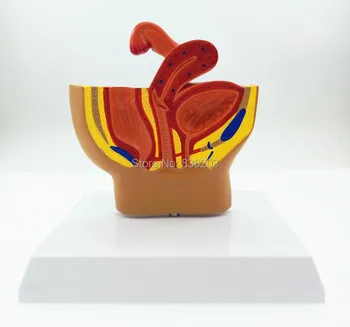 

Human Female Pelvic Gynecological Model Urinary System Anatomical anatomy skeleton veterinary esqueleto humano anatomia