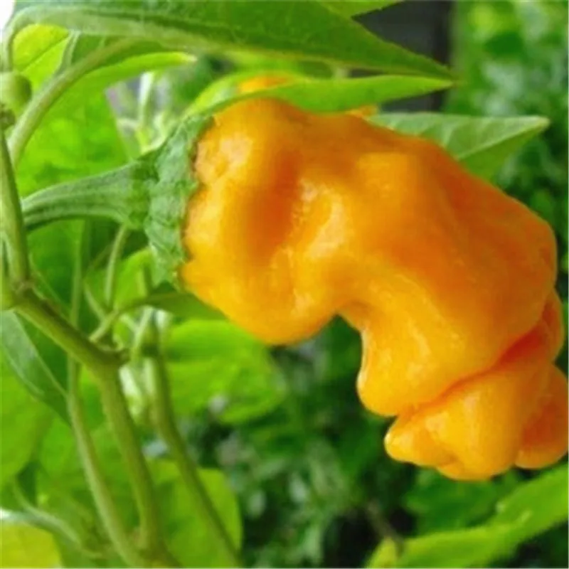 

50 pcs / pack Pepper Yellow Turquoise Pepper Beautiful Color Delicious Capsicum Vegetable Easy Growing Paprika Chili for Garden