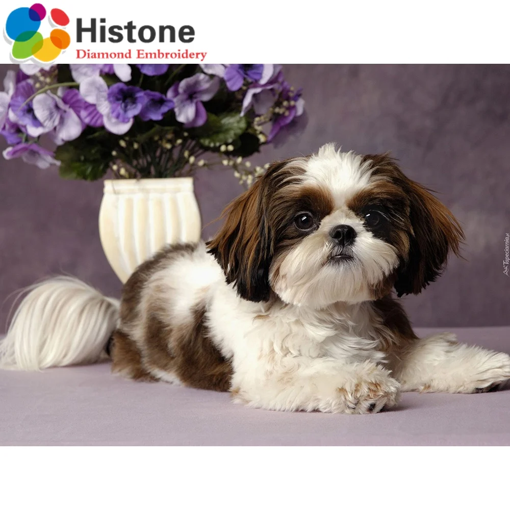 Щенки породы ши тцу. Ши-тцу. Щенки ши тцу. Сколько лет живут ши тцу. Китайская порода собак ши-тцу.