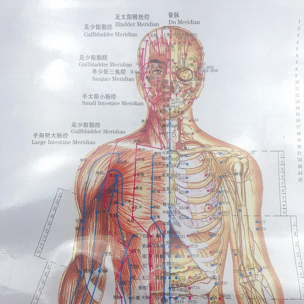 1 шт./компл. английские руки и ноги и ухо и тело пункты меридиана человеческих настенных диаграмм женский/мужской акупунктурный массаж точка карта Флипчарт