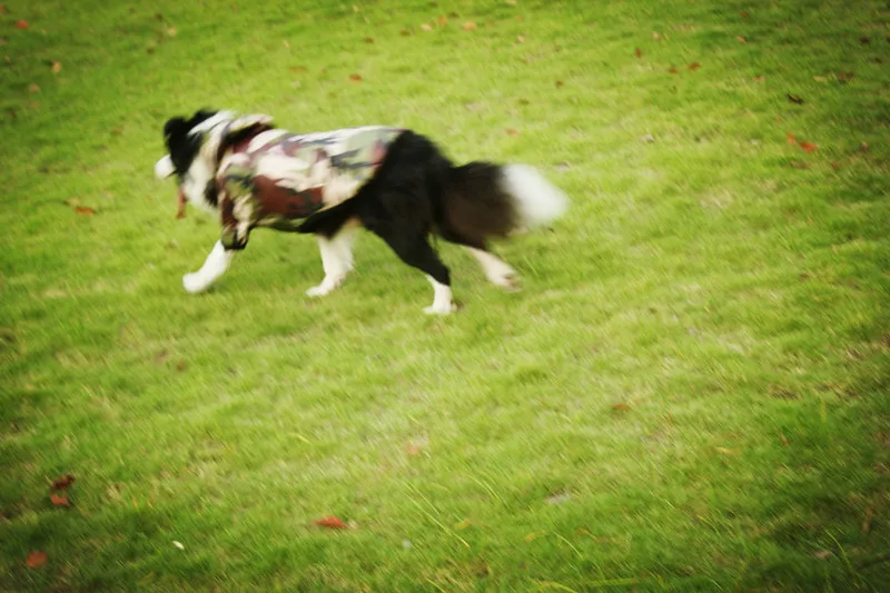 Y120_New_Winter_Big_Dog_Pet_cotton_Clothes_Camouflage_Padded_2_legs_Costume_Coats_for_Border_Collie_Large_dog_clothing_ (2)