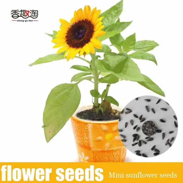 Coupons for bigs sunflower seeds