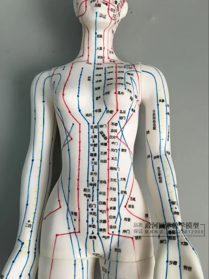 Модель акупунктуры человеческого тела женские меридианы модель диаграмма книга база 48 см