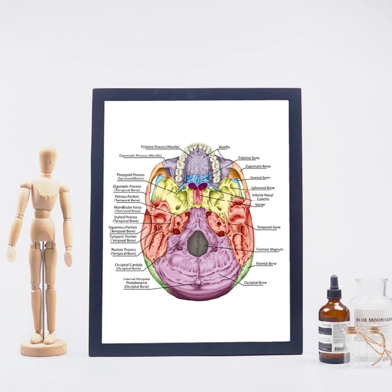 the bones of the head print office decor