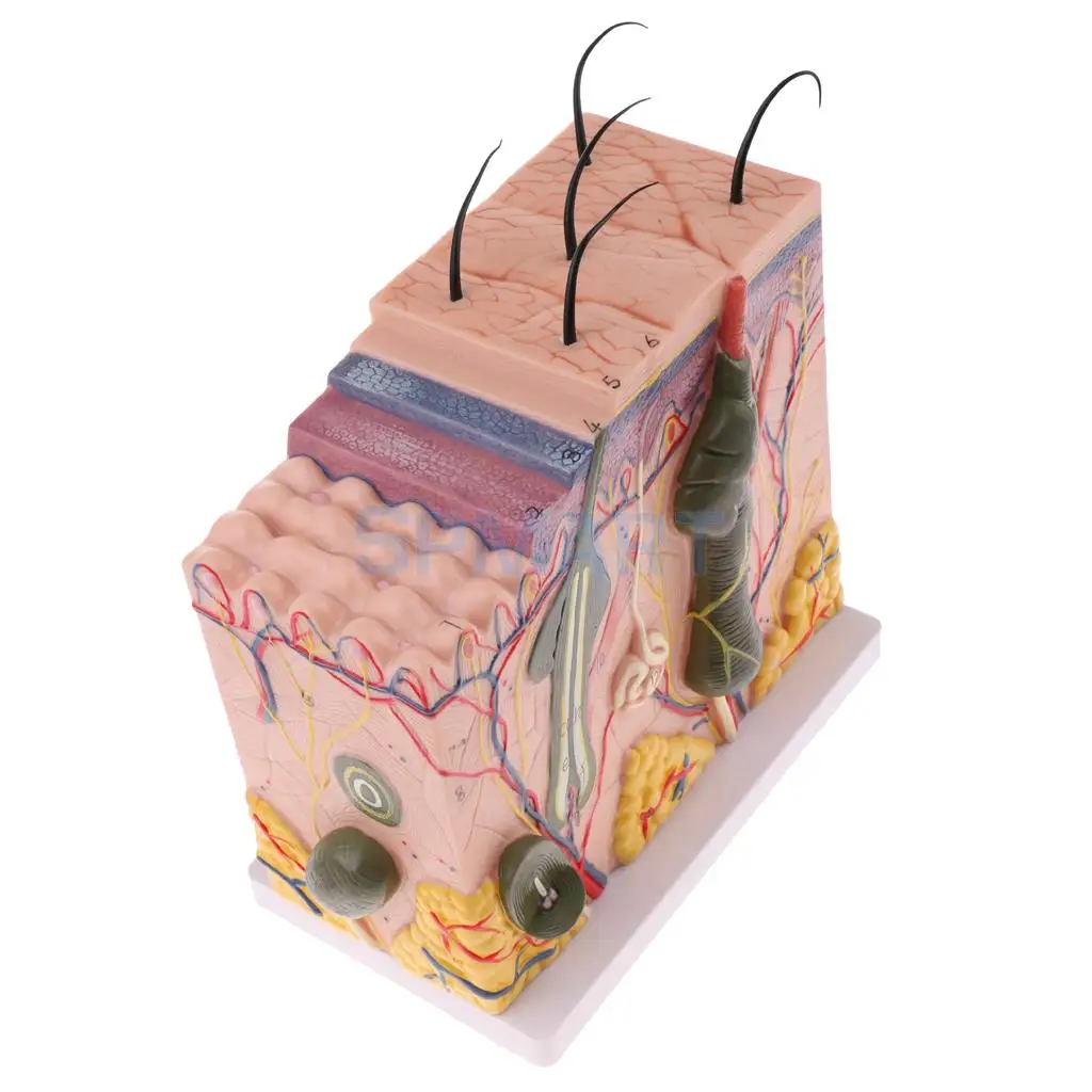 50X Enlarged Anatomical Human Skin Model Science Classroom Anatomy Study Display Teaching Aids Model For Student Teacher