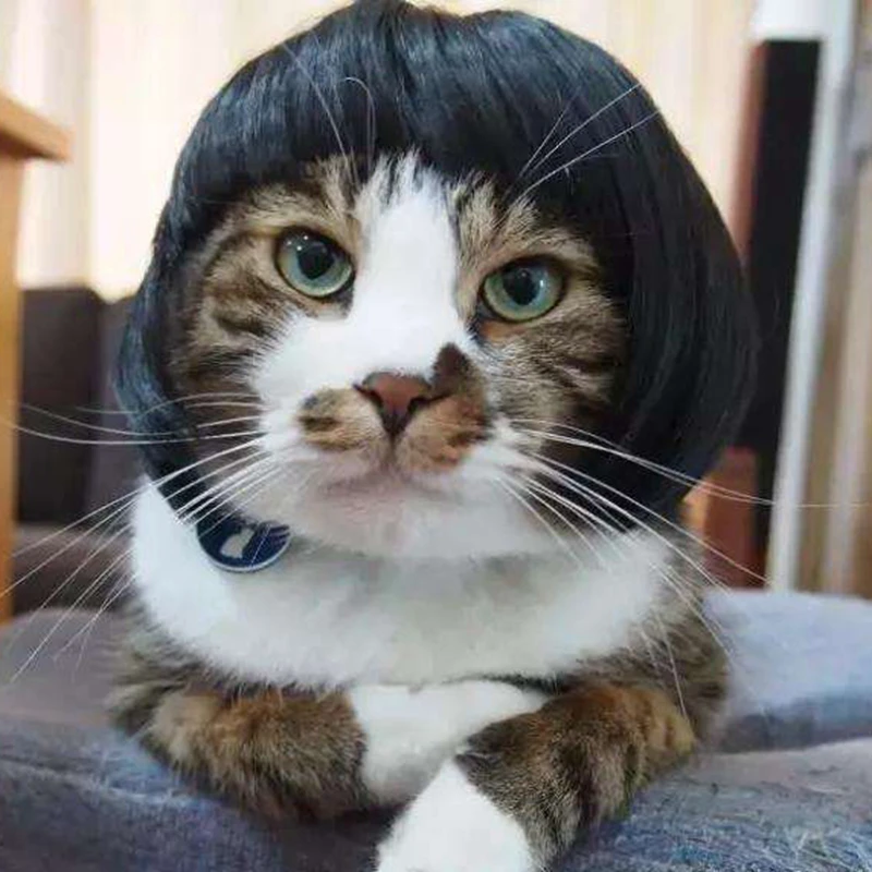 [MPK парики в виде кота] желтые и синие парики в виде кота, парик для домашних животных, смешной парик для кота, костюм кошки