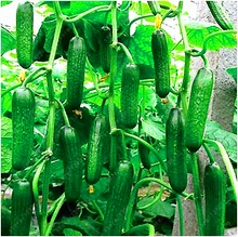 100 cucumber font b seeds b font ORZEL extremely early Polish variety for open soil growing