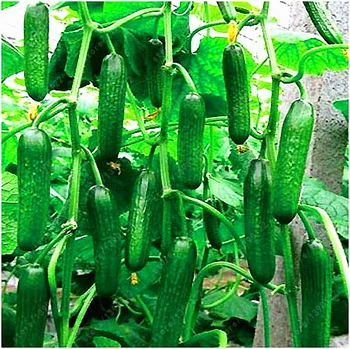 100 cucumber seeds ORZEL extremely early, Polish variety, for open soil growing  seeds vegetables for home garden