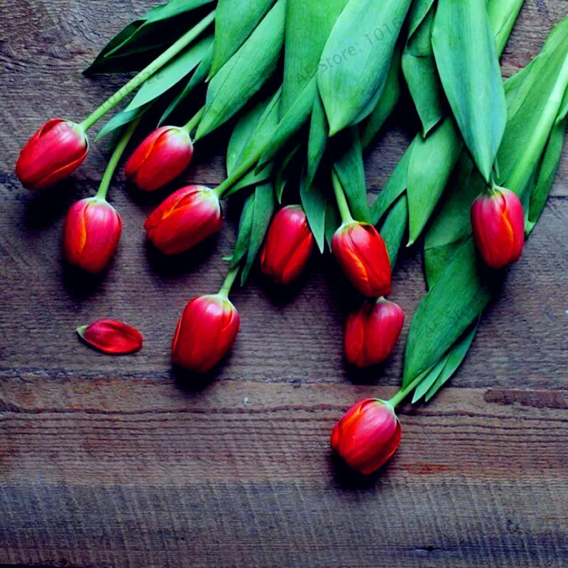 Различные цвета голландских тюльпанов цветов тюльпанов Флорес, Бонсай завод для домашнего сада и двора, 101 шт/упаковка - Цвет: 6