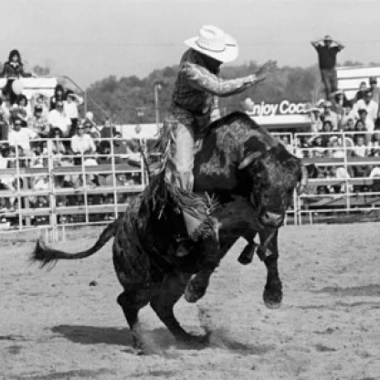 Cowboy riding a bull in a rodeo Poster Print (24 x 36)