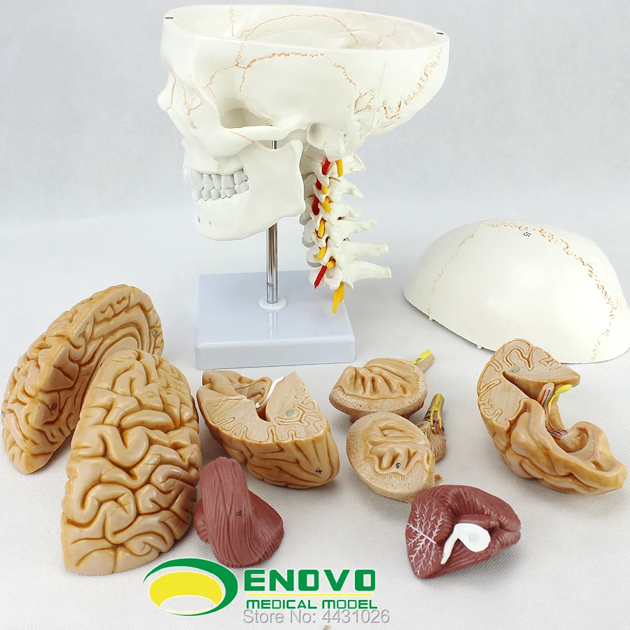 ENOVO череп модель медицинского человека. черепа мозг Модель 1:1 Анатомия мозга и Отдел нейрохирургии