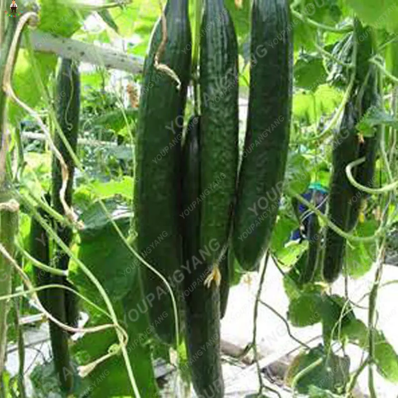 

Hot Sale 200Pcs Rare Delicious Cucumber Planting Bonsai Fruit Vegetable Plants Bonsais winter garden decoration