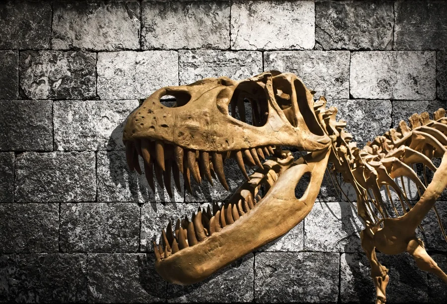 

Laeacco Vintage Brick Wall Dinosaur Skeleton Photo Backgrounds Customized Vinyl Digital Photography Backdrops For Photo Studio