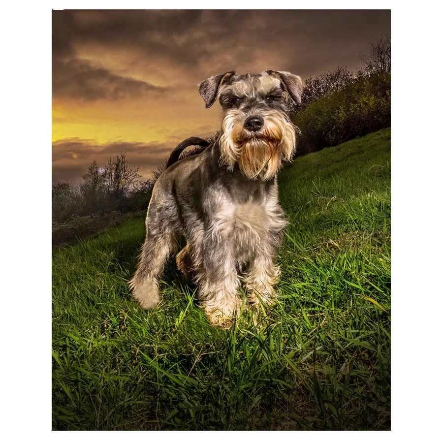 Wholesale Full Square / Round 5D DIY Diamond Painting Schnauzer Dogs