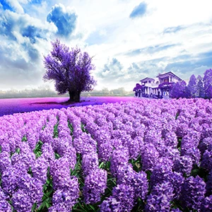 Full Solid Normal Round drills 5D DIY Lavender fields scenery picture diamond painting mosaic cross stitch embroidery | Дом и сад