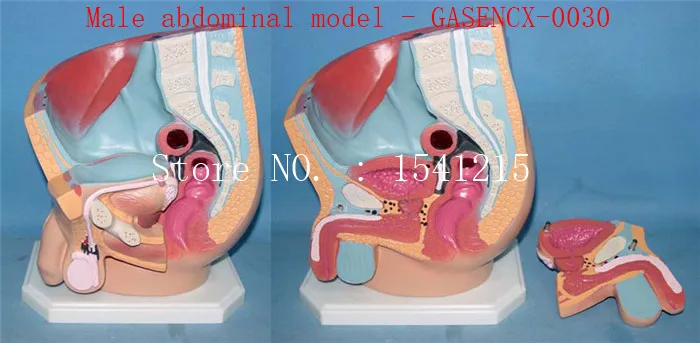 

Family planning model Genital anatomy model Medical teaching aids Male abdominal model - GASENCX-0030