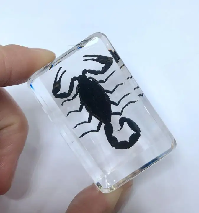FREE SHIPPING yqtdmy Personality Black Scorpion Paperweight Fashion Insect Specimen FREE SHIPPING yqtdmy Personality Black Scorpion Paperweight Fashion Insect Specimen