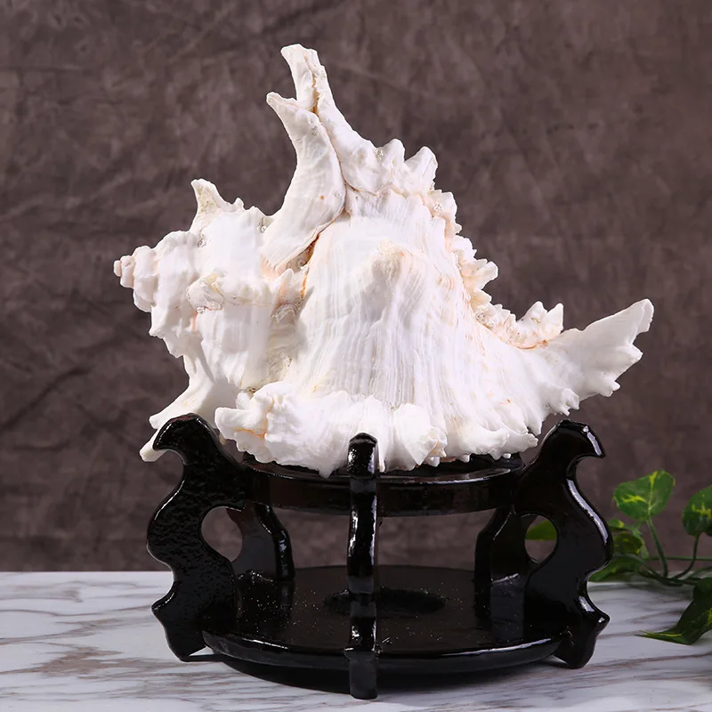 

Natural sea shell thousand hand places adornment handicraft fittings aquarium fish tank make scenery to live in Mediterranean
