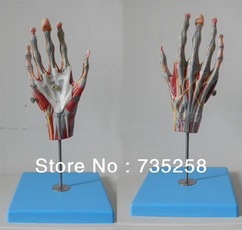 

Muscles of Hand with Main Vessels and Nerves Model