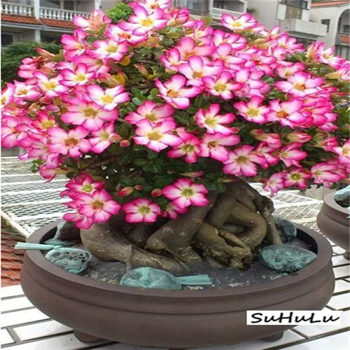 5pcs 100% True Desert Rose plants Exotic Adenium Obesum plants Flower Bonsai plants Air Purification Home Garden Potted Flowers 5pcs 100% True Desert Rose plants Exotic Adenium Obesum plants Flower Bonsai plants Air Purification Home Garden Potted Flowers