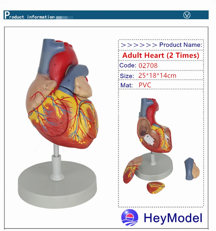 Heymodel взрослых Сердце Модель removabal 2 раза расширения