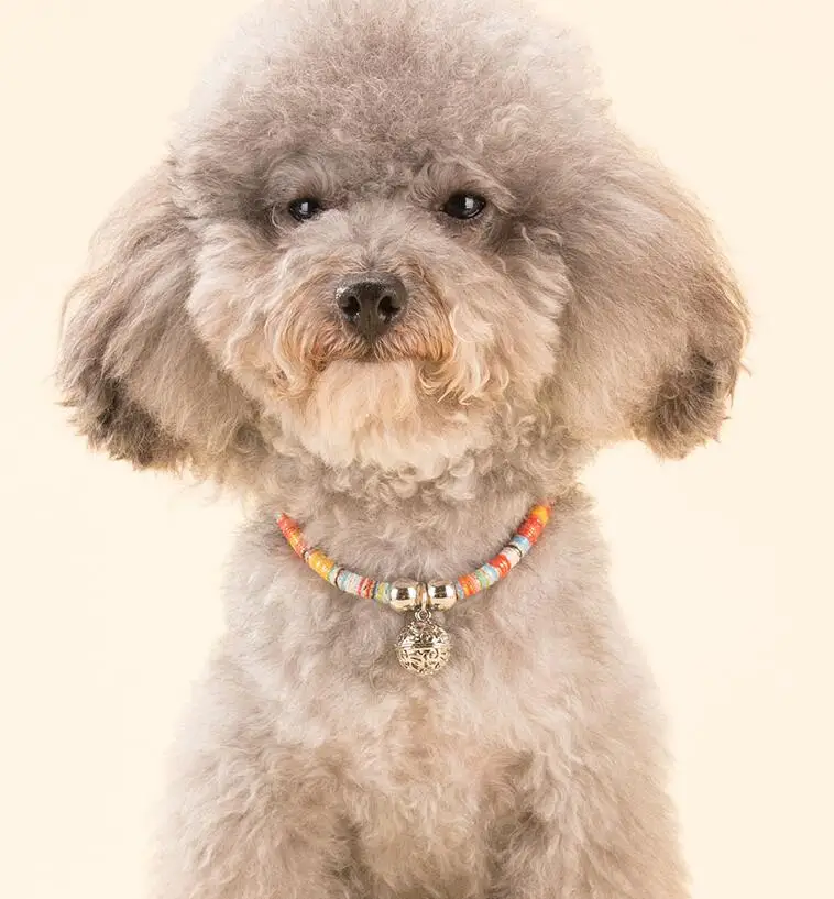 Pet классический легкий маленький ошейник для собак Тедди "Медвежонок"; и ошейник для собаки среднего размера ожерелье ювелирное изделие в виде кошки