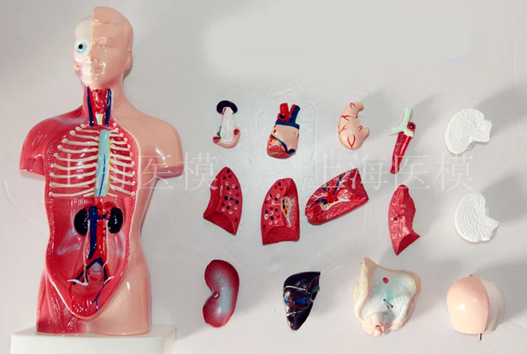 Aliexpress.com : Buy Human Torso model 26CM human internal organs Human Anatomy Torso anatomical ...