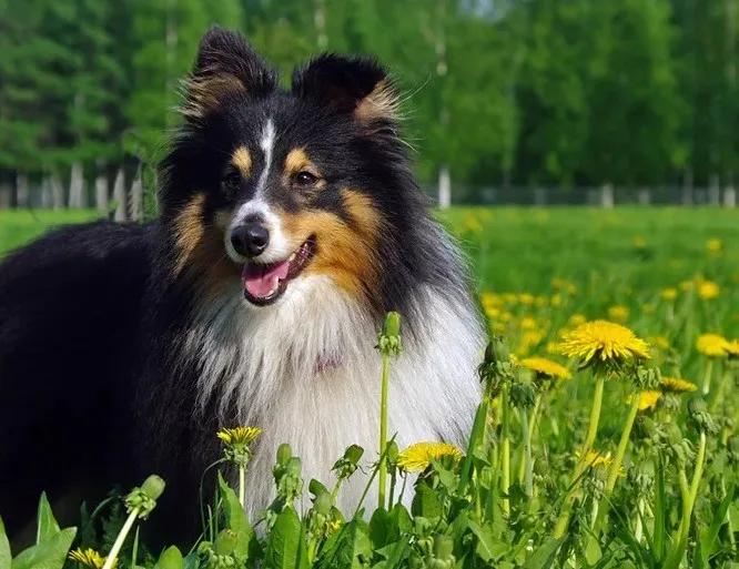 HTB1XrA.X.vrK1RjSspcq6zzSXXah