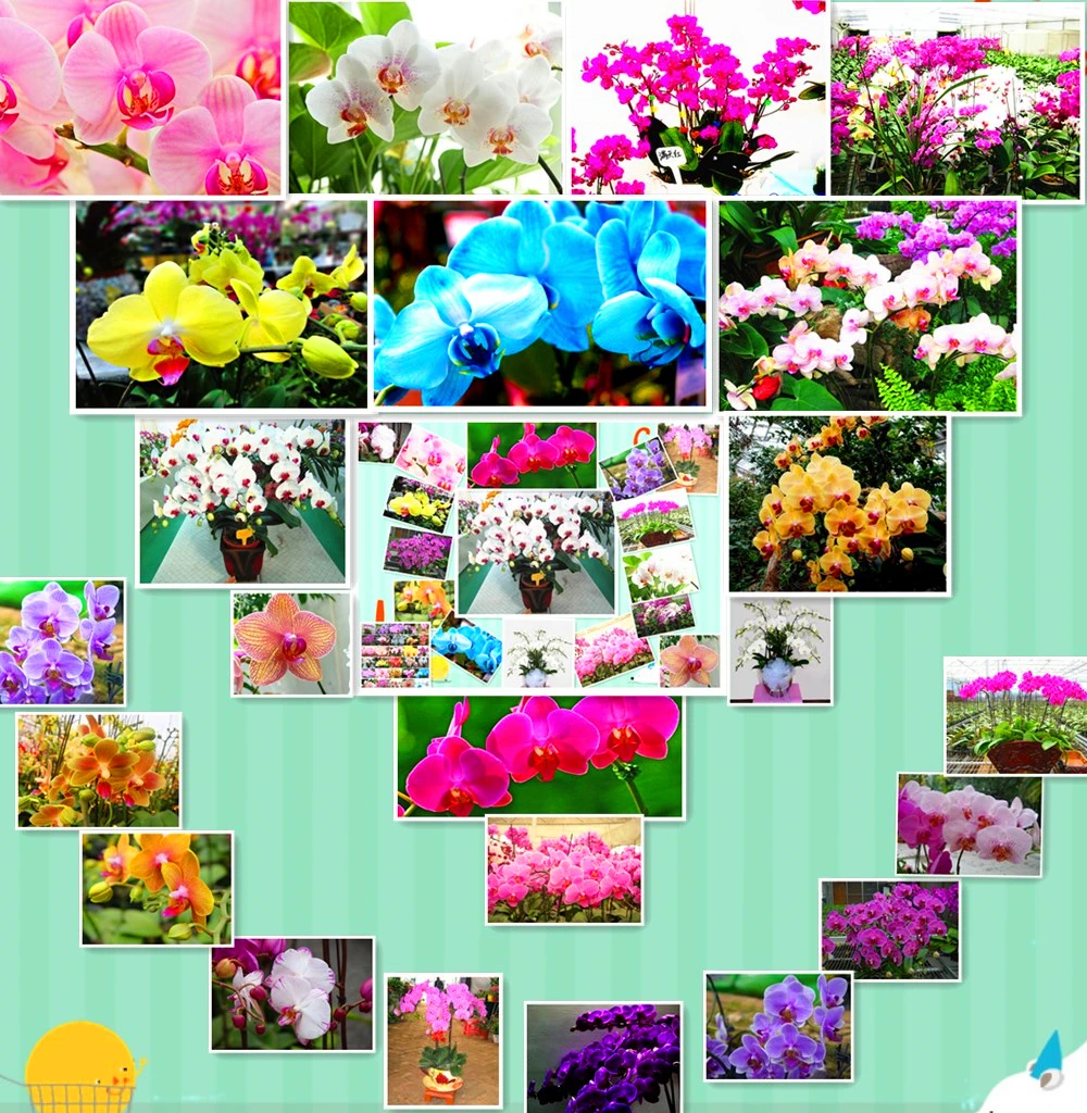 Orchid supply store Tindara Orchid Supplies is a leading online orchid supplies retailer offering orchid growing supplies for growing amazing orchid plants with the best Orchid Fertilizer, Pots, Mounts, Baskets, Tools, Clips.