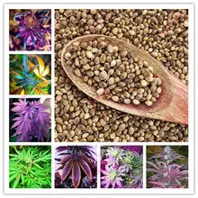 100 Pcs Indian Hemp seeds,Multi Color Flower Seeds,Home Garden Planting Seeds