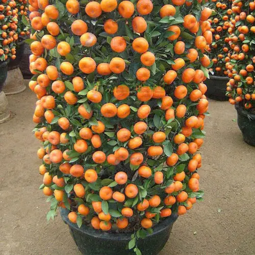 Mandarin Orange Dwarf Seeds Indoors Outdoors Fruit Tree  30pcs+  A01