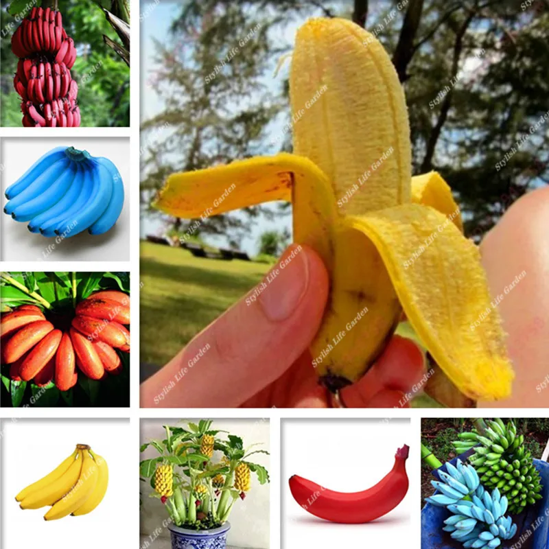 

100pcs Mini Banana Bonsai Multiple varieties Banana Fruit bonsai tree Perennial indoor potted plant DIY home garden bonsaiplants