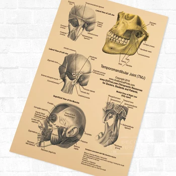 

Temporomandibular TMJ Anatomy Body Clear Detail Poster Vintage Retro Canvas DIY Wall Stickers Home Posters Art Bar Decor