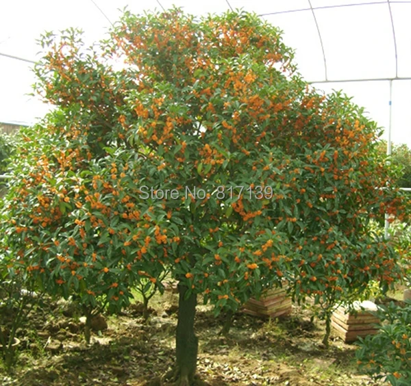 New Home Garden Plant 20 Seeds Osmanthus Fragrans Sweet