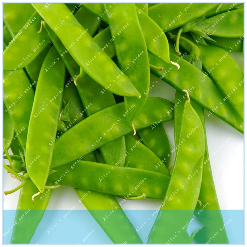 

ZLKING 20pcs Lentils Beans Vegetable Semente Plant Hyacinth Bean Lablab Purpureus