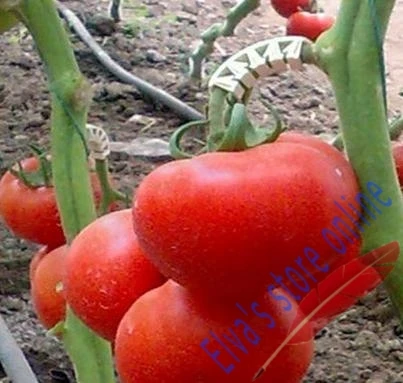 100 шт пластиковый зажим для томатов, крепеж для растений, лозы, томатный цветок, зажим для овощей, фермерский зажим