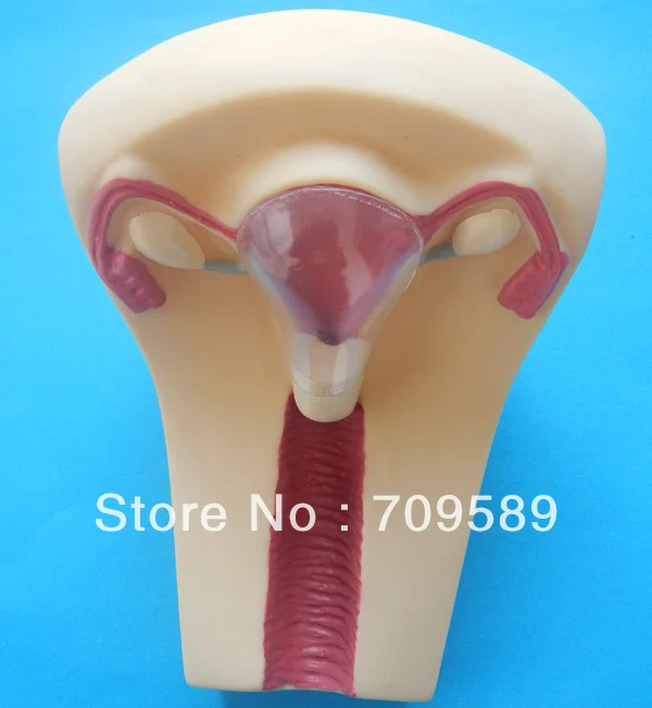 

ISO Vivid Advanced Female Contraception training model, IUD Simulator