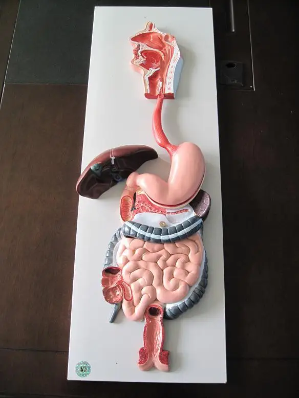 Human digestive system model, colorectal liver model, stomach model