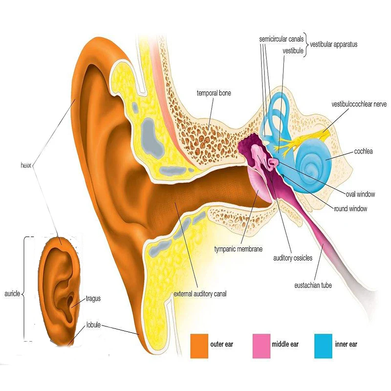 2019 холодная лазерная терапия Tinnitus терапевтическая диабет Weber медицинское