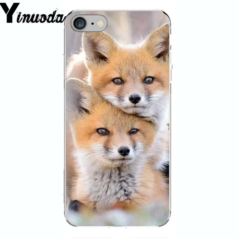 A Fox in The Wild Red Fox 