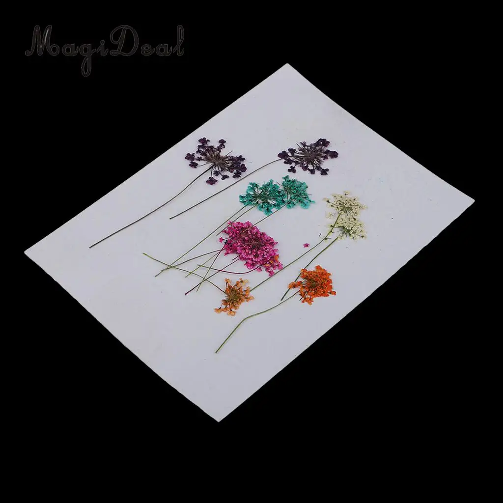 10pcs Mixed Size Real Pressed Dried Lace Flowers Embellishments DIY Card Making Jewelry Resin Crafts Scrapbooking Art Craft
