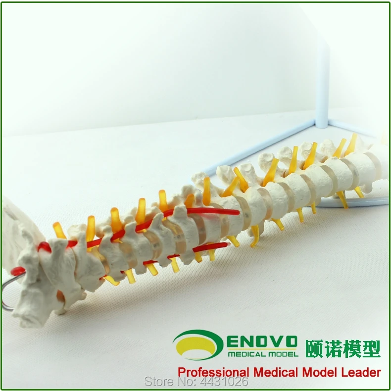 ENOVO A 1:1 модель позвоночника человека ортопедической манипуляции ортопедических позвонков