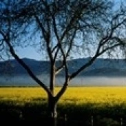 Fog over crops in a field Napa Valley California USA Poster Print (18 x 7)