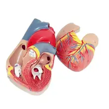 medical human skull skeleton anatomical model DELUXE HEART ANATOMY LIFE-SIZE MODE teeth model with esqueleto humano anatomia 3x life size ocular anatomy eyeball model enlargement pupil vision correction for medical education school
